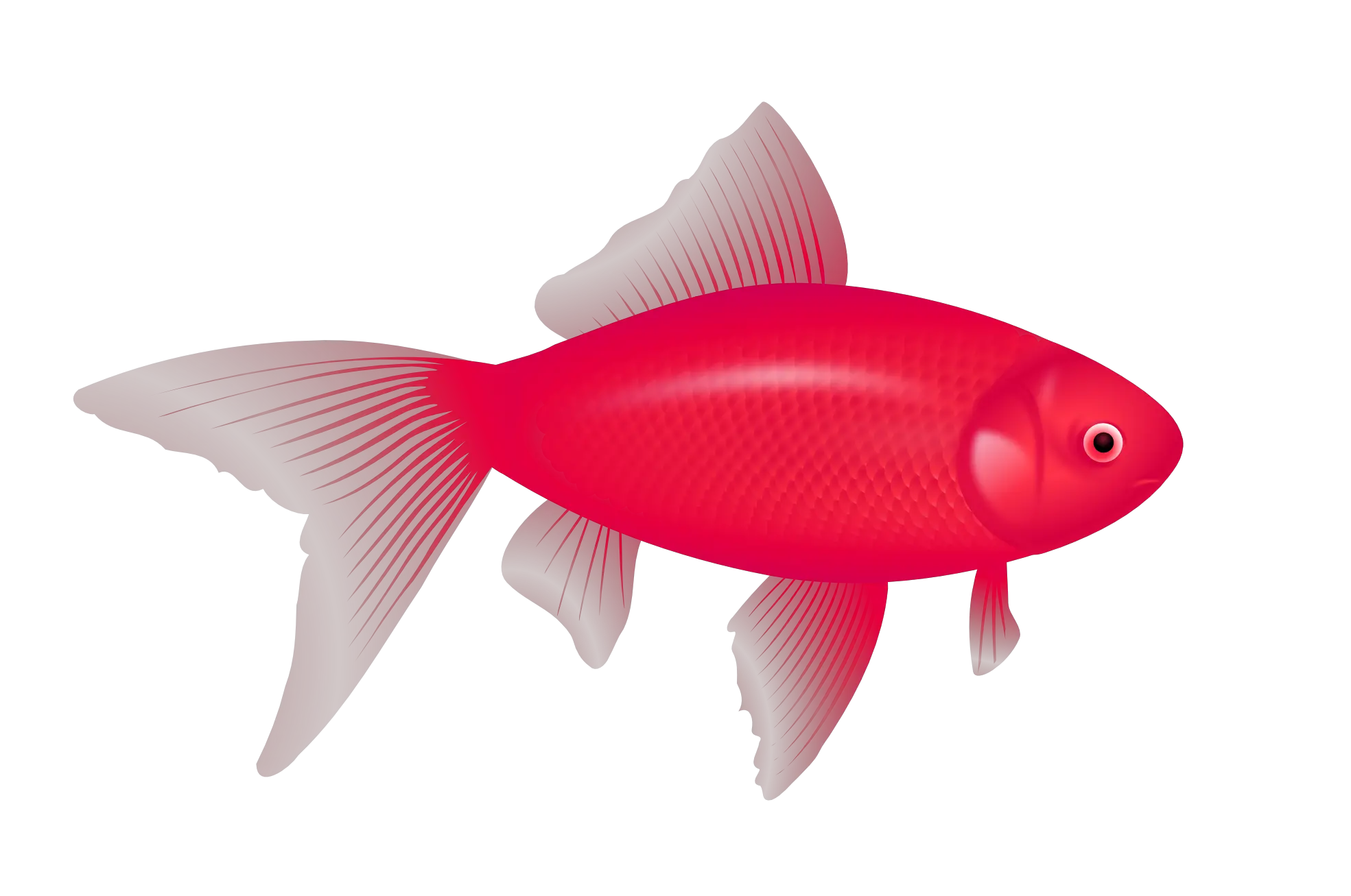 Fish Png Free Download