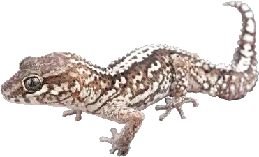 Ocelot Gecko House Geckos Png Leopard Gecko Png