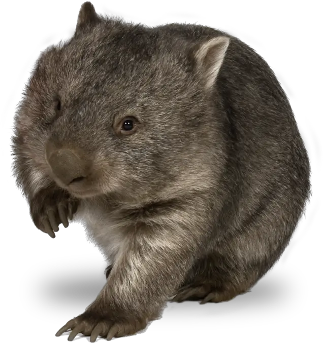 Wombat Png Transparent Image Mart Wombat Transparent Background Rat Transparent Background