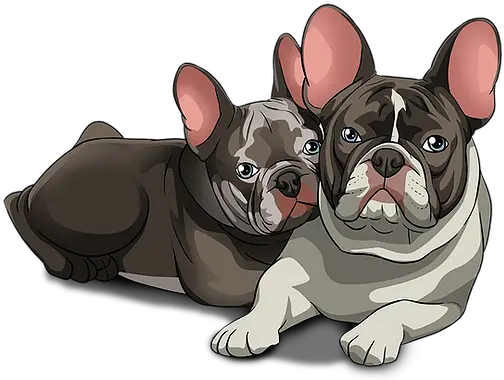 About Frenchies Gmsfrenchies French Bulldog Png French Bulldog Png