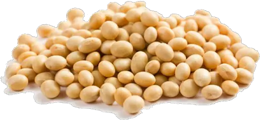 Png Transparent Soybean Seed Organic Soya Bean Seed Png