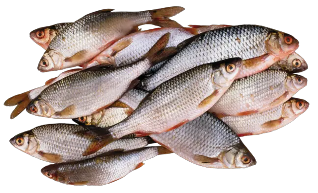 Fish Images Png