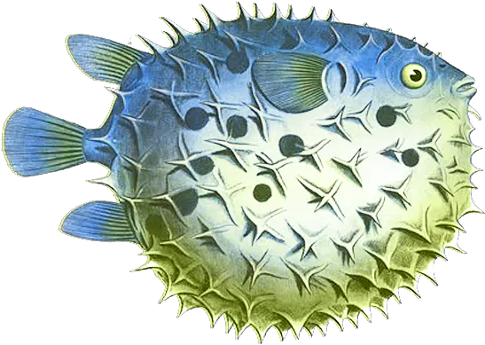 Fish Graphic Png