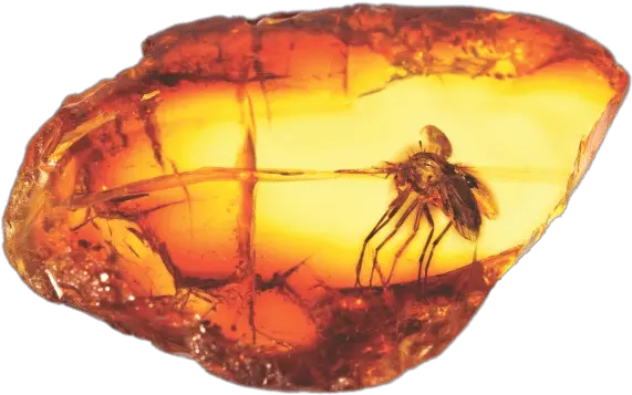 Large Mosquito Transparent Png Insect In Amber Png Mosquito Transparent
