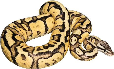 Ball Python Png 6 Image Ball Python Png Python Png