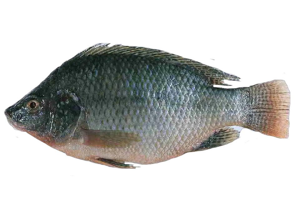 Fish Gif Png