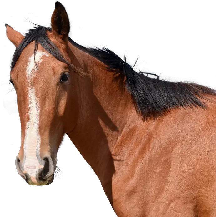 Horse Head Animal Free Free Photo On Pixabay Horse Png Horse Head Png