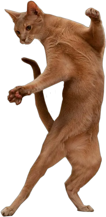 Free Transparent Burmese Cat Png Transparent Cat Dance Gif Dancing Cat Gif Transparent