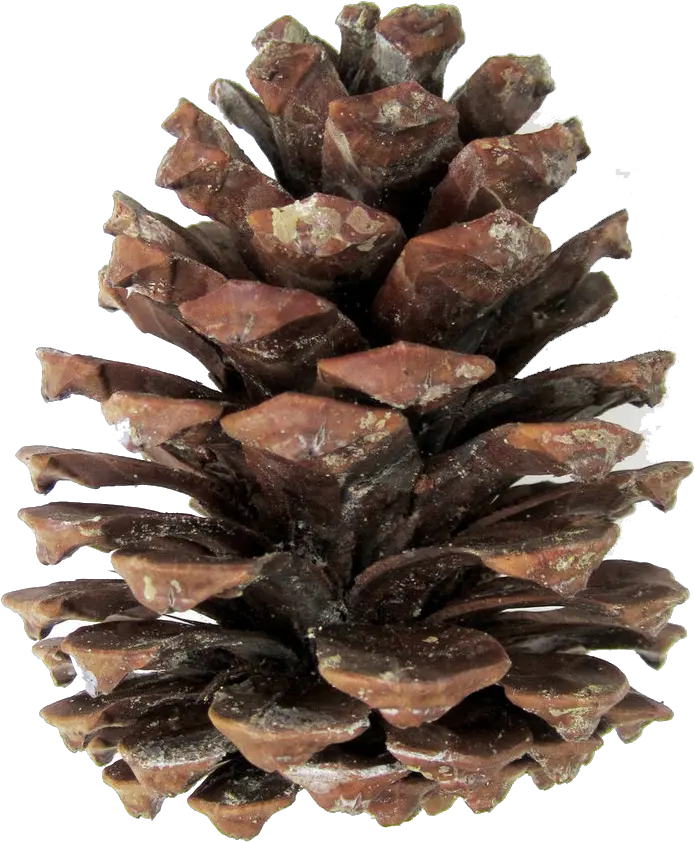 Download Pine Cones Png Pine Cone Transparent Pine Cone Png