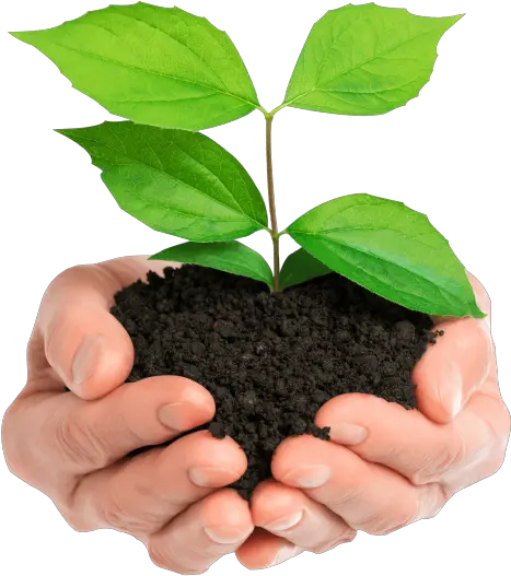 Soil Png 38 Png 8979 Free Png Images Starpng Hand Holding Plant Png Soil Png