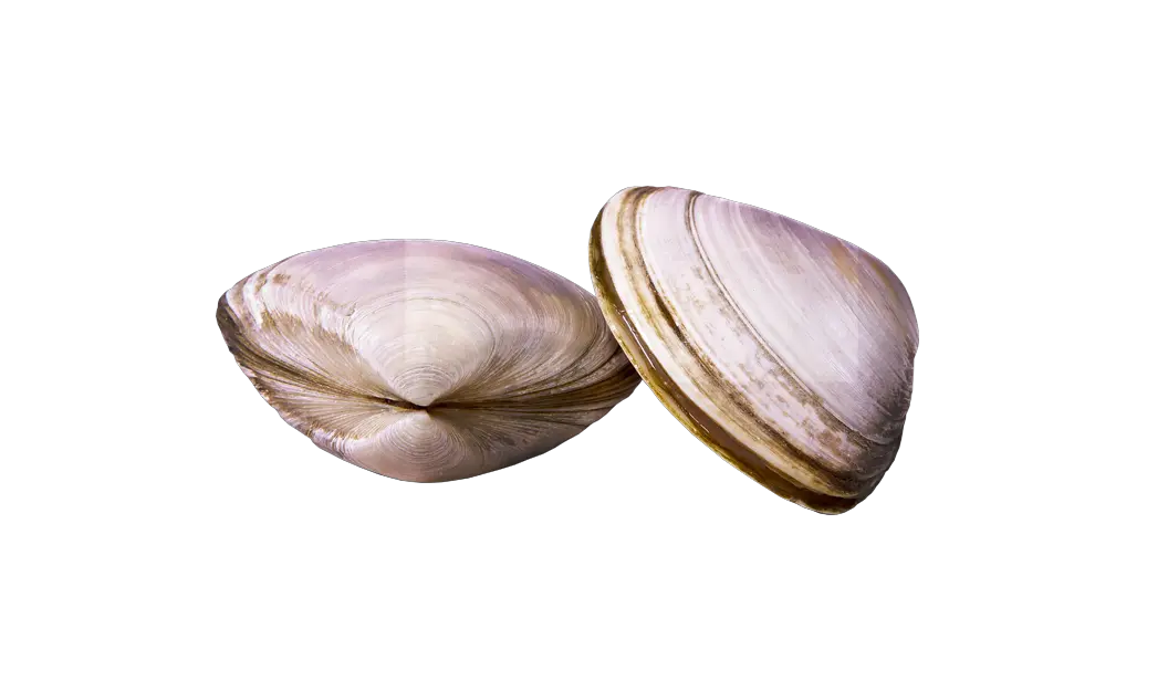 Hd Clams Baltic Macoma Png Clam Png