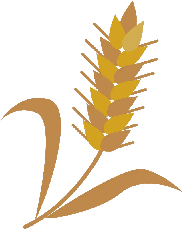 Wheat Cereal Grain Clipart Free Download Transparent Png Grain Clipart Wheat Transparent