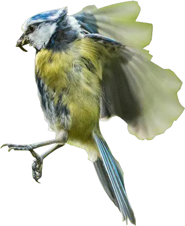 Bird In Flight Transparent Background Free Png Images Transparent Background Bird Flying Png Bird Flying Png