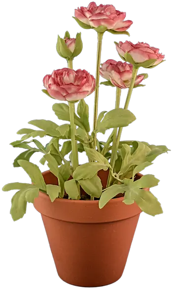 Flower Pot Png Transparent Potpng Images Pluspng Flowers In Pot Transparent Background Plant Transparent Background