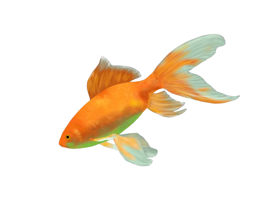 Cod Fish Png