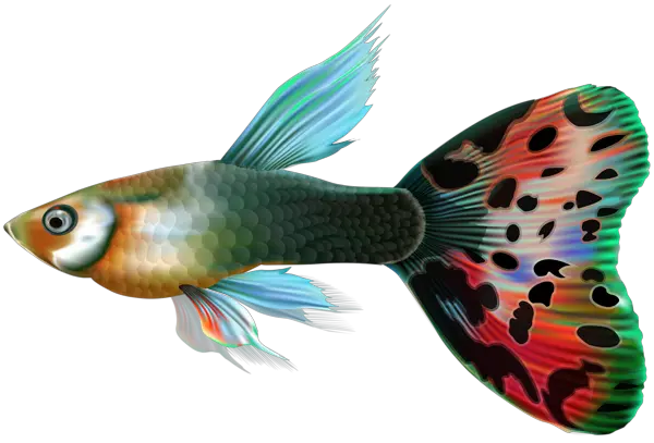 Christian Fish Png