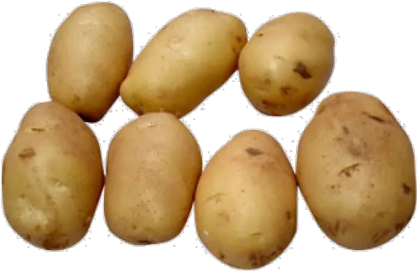 Potato Png Free Download 9 Images Growing Potatoes In Small Spaces Potato Png Transparent