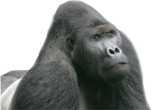 Gorilla Png Eastern Lowland Gorilla Gorilla Png
