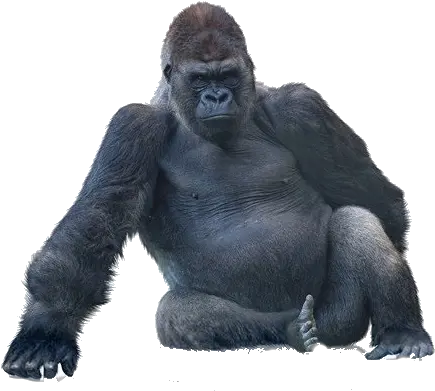 Gorilla Gorilla Glass Png Gorilla Png
