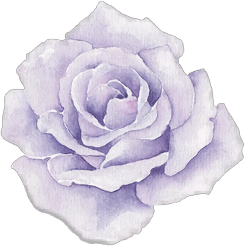 Purple Roses Transparent Png Watercolor Flowers Png Watercolor Rose Png