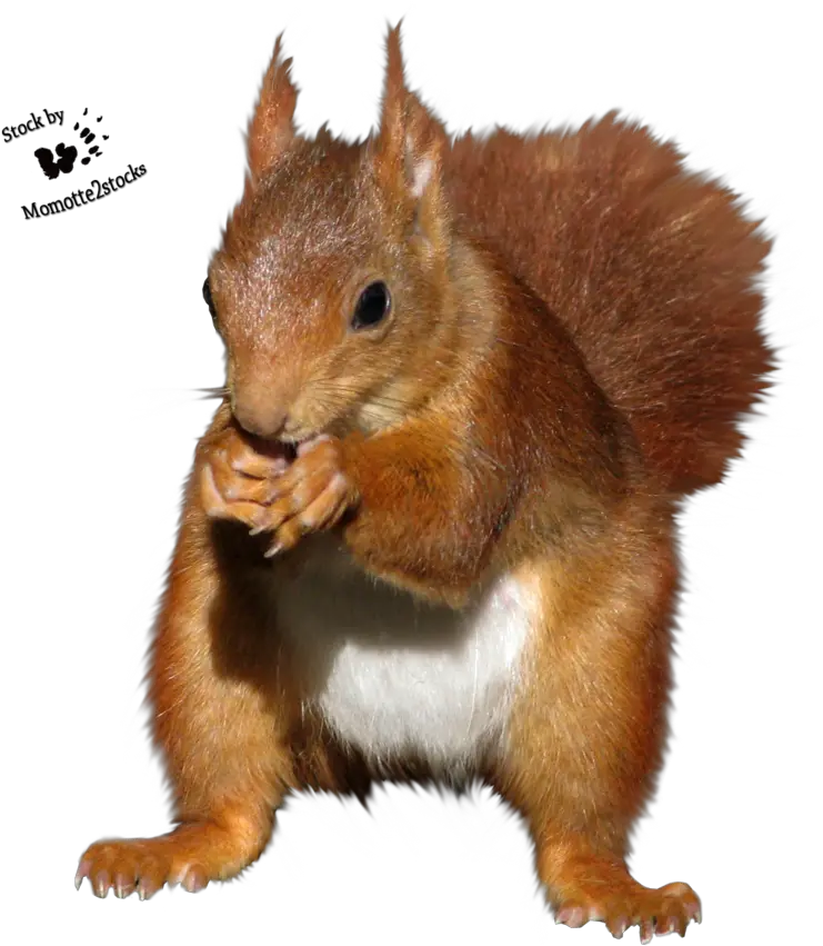 Download Hd Red Squirrel Clipart Red Squirrel No Background Png Squirrel Transparent Background