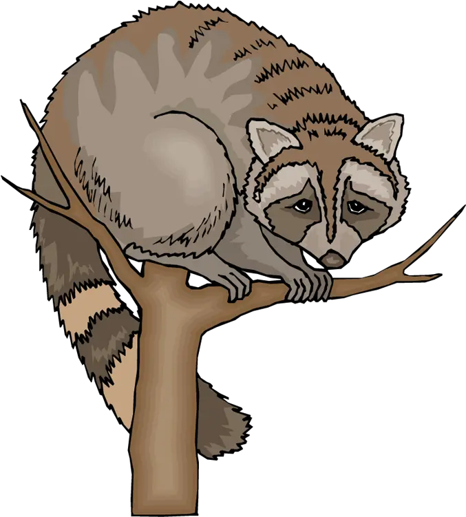 Free Raccoon Clipart 5 Clipartix Racoon Clip Art Png Raccoon Transparent Background