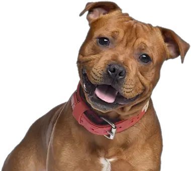 Cute Pitbull Png U0026 Free Pitbullpng Transparent Images Let Me See Those Staffordshire Bull Terrier Pit Bull Png