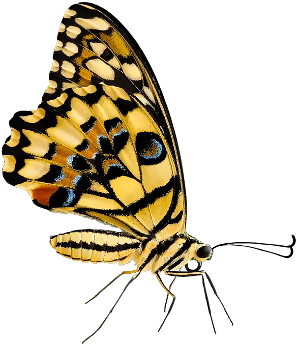 Png Images Pngs Insects Bugs Insect Bug Id 55106 Insect Bugs Png