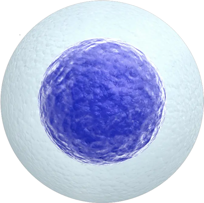 Oasis Diagnostics Corporation Human Cell Transparent Egg Cell White Background Png Human Transparent Background