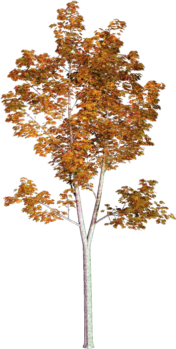 Pin American Sycamore Png Watercolor Tree Png