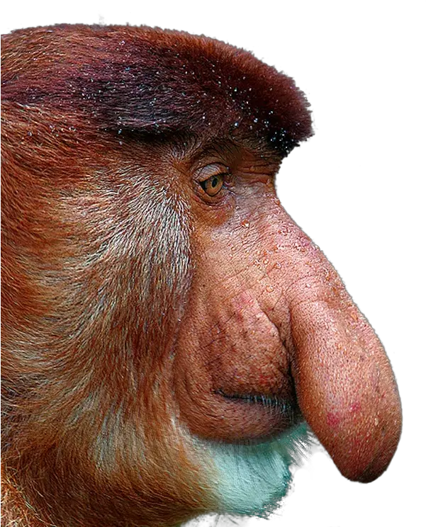 Proboscis Monkey Png 2 Image Proboscis Monkey White Background Monkey Transparent Background