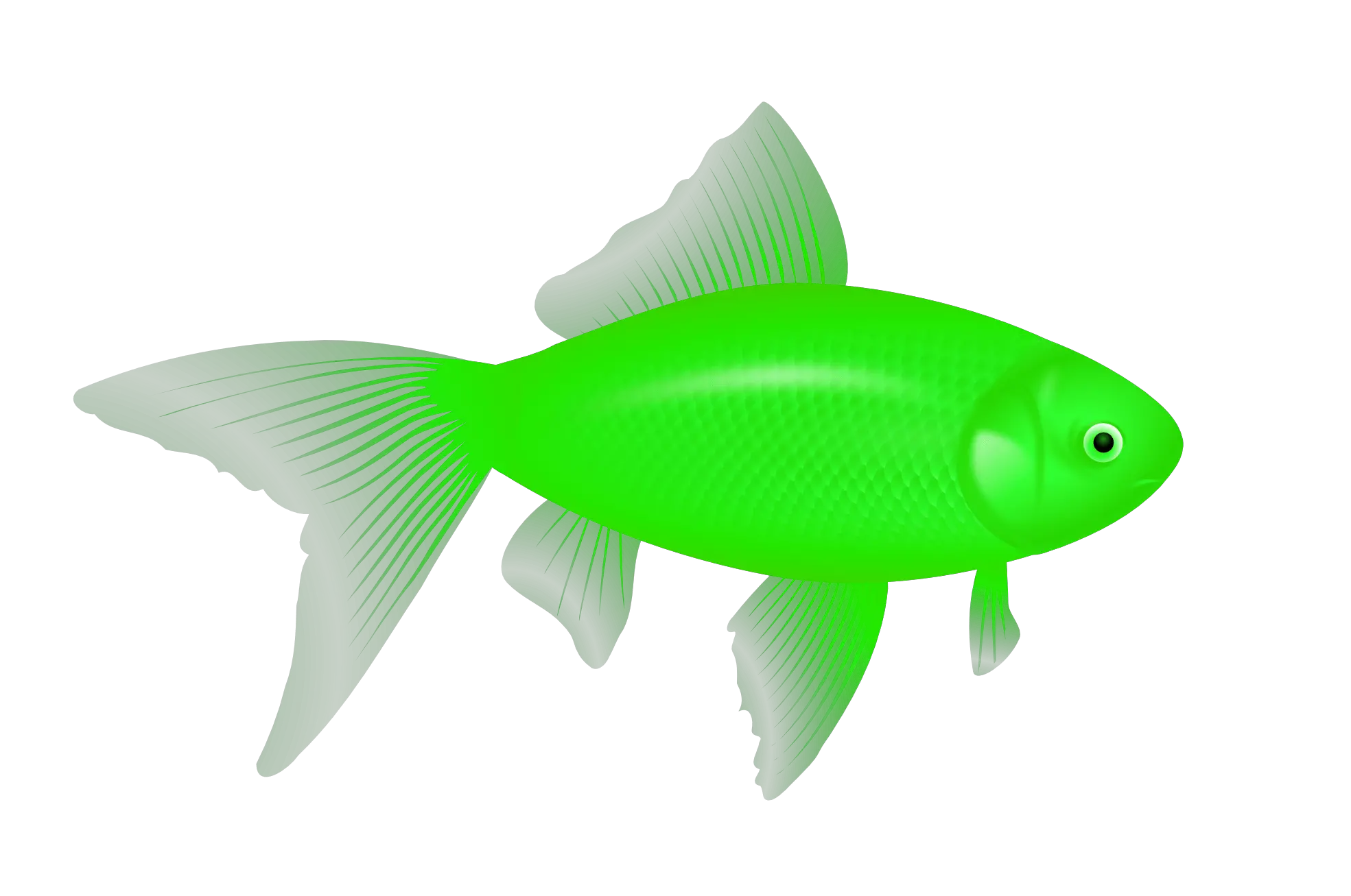 Realistic Fish Png