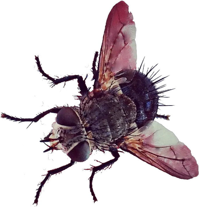 Butt House Fly Png Fly Transparent Background