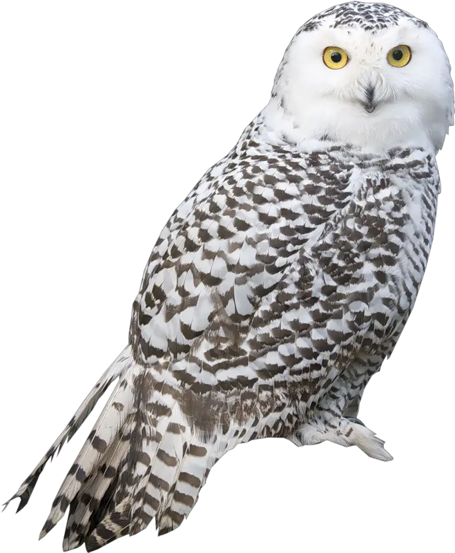 Barn Owl Png Image Snowy Owl Png Owl Png