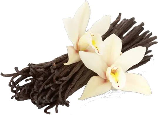 Download Vanilla Vanilla Flower And Beans Full Size Png French Vanilla Vanilla Png