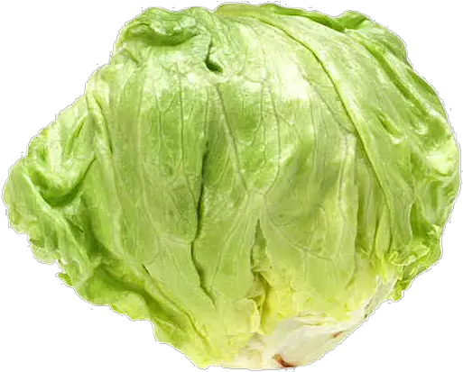 Romaine Lettuce Vegetable Greens Bargli Iceberg Lettuce Lettuce Transparent Background Png Lettuce Png