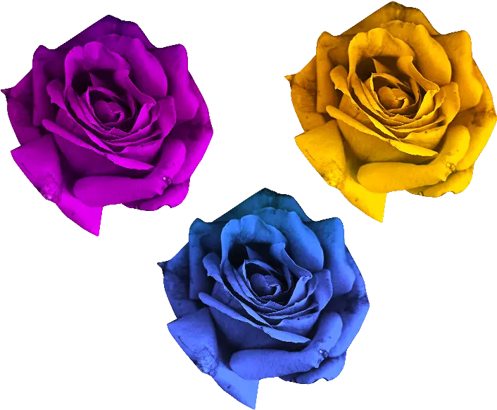 Rose Flowers Png Free Flowers Png For Photo Shop Rose Flower Png