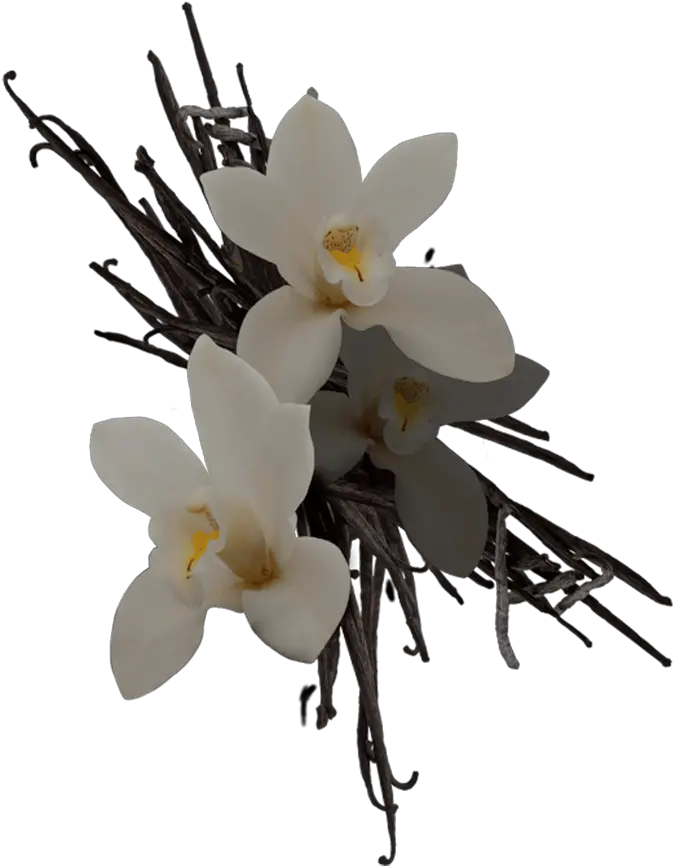 Vanilla Orchids Vanilla Orchids Png Vanilla Png