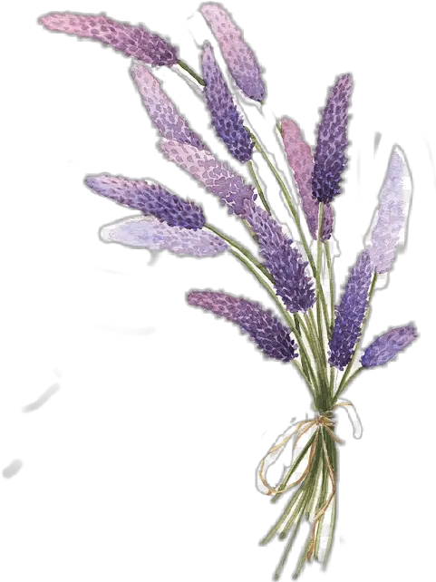 Aesthetic Lavender Plant Drawing Png Lavender Illustration Png Lavender Png