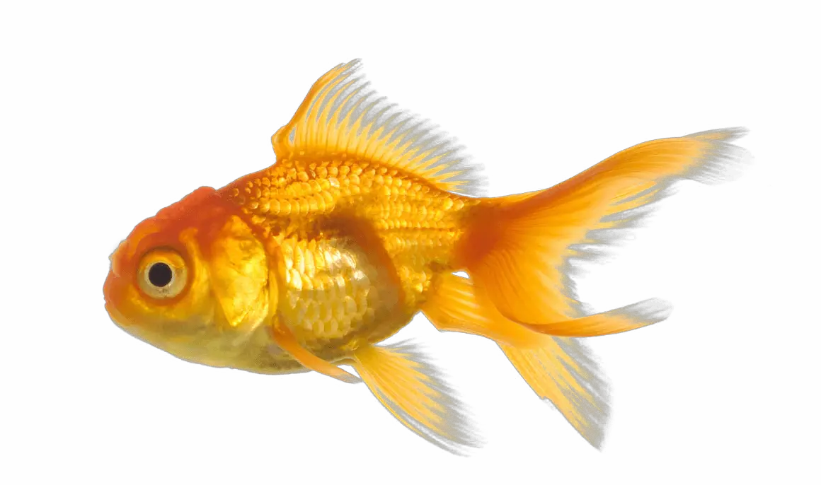 Tropical Fish Png