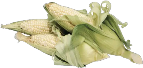 King Soopers Corn On The Cob White 1 Ct White Corn Transparent Png Corn Cob Png