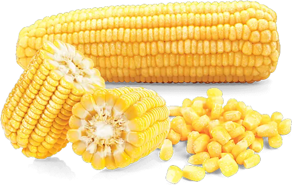 Sweet Corn Corn Kernels Png Corn Cob Png