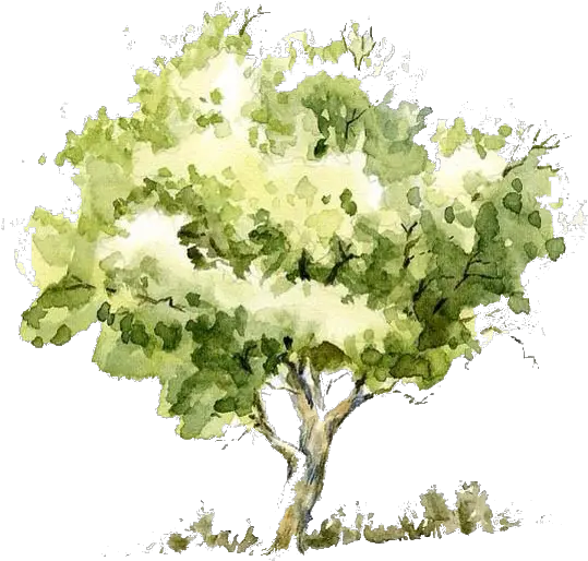 Watercolor Tree Transparent Png Tree Watercolor Png Watercolor Tree Png