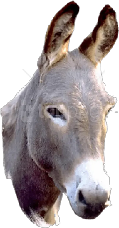 Donkey Png Picture Png Donkey Png