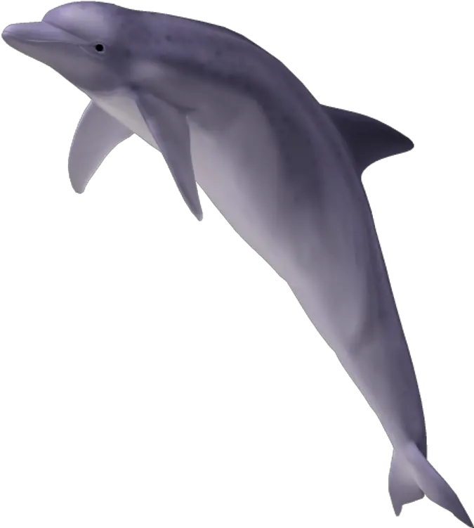 Download Dolphin Dolphin Transparent Png Dolphin Clipart Png