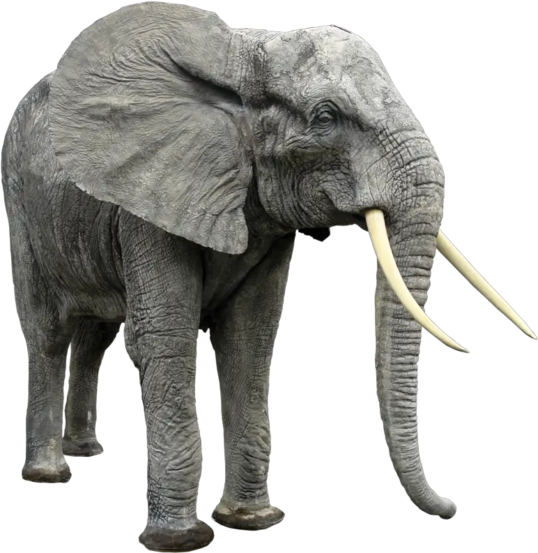 Elephants Png Image Without Background African Animals Png Elephant Png