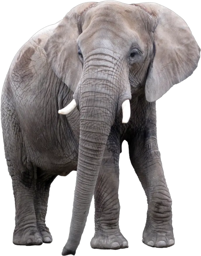 Elephant Png 13 Image Png Images Of Elephant Elephant Png