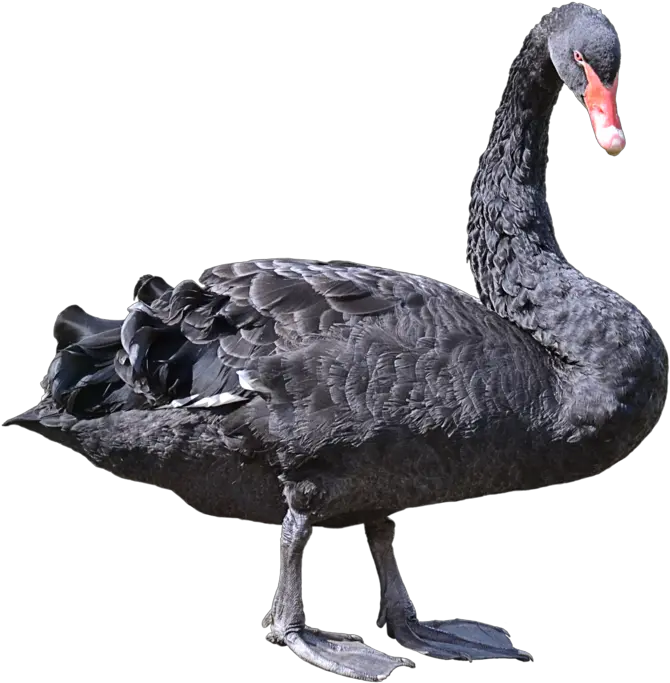 Black Swan Png 4 Image Black Swan Bird Png Swan Png