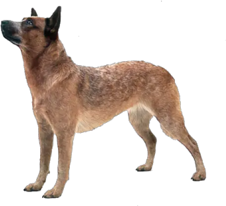 Country Dog Png Images Download Austrailian Cattle Dog Png Dog Png