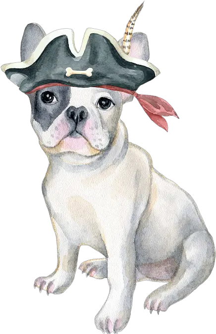 Frenchie French Bulldog Pirate Hat Feather Dogs In Clothes Spiral Notebook French Bulldog Thank You Cards Png Bulldog Transparent Background